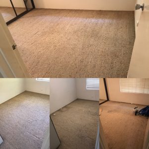 Carpet Cleaning Before and After